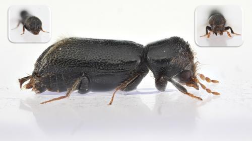 Xylopertha retusa